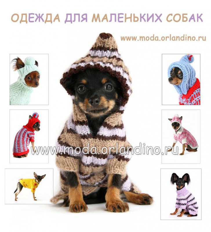 Одежда для маленьких собак