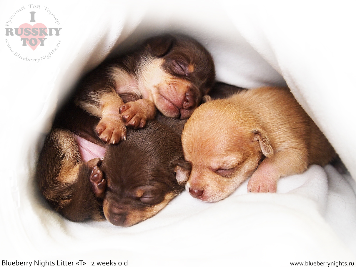 Питомник Блуберри Найтс / щенки той терьера / питомник Русских тоев